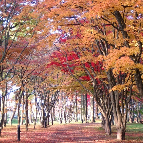 紅葉見晴公園２