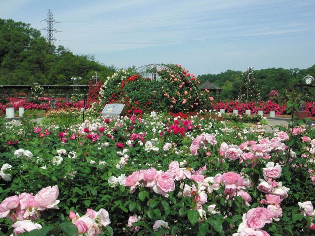 花フェスタ記念公園