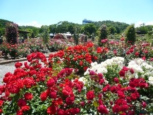 花フェスタ記念公園