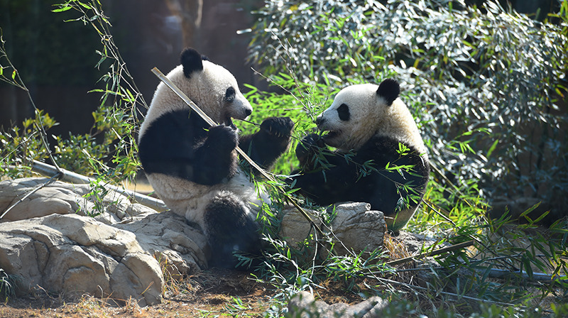 上野動物園