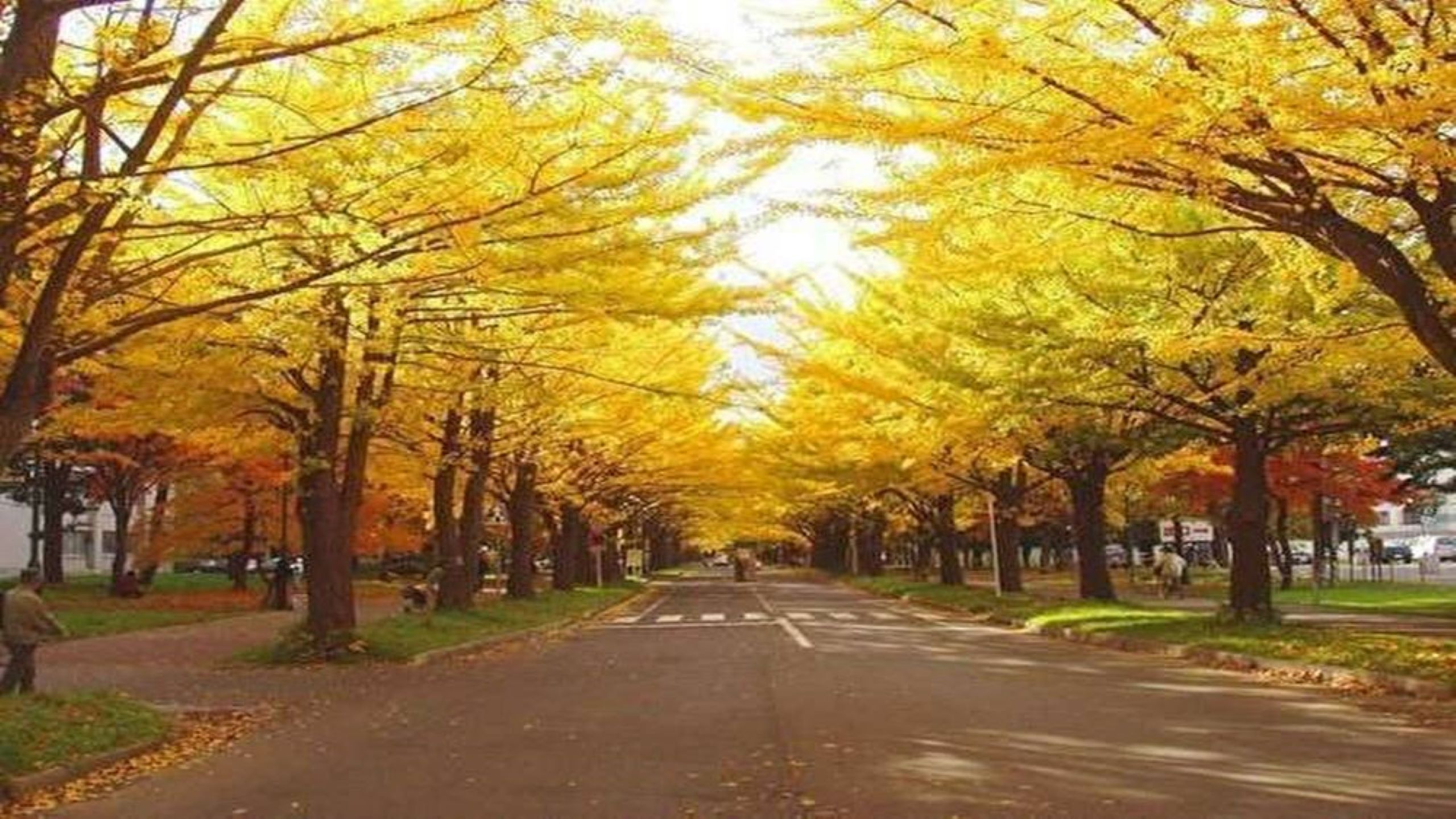 ・北海道大学ポプラ並木
