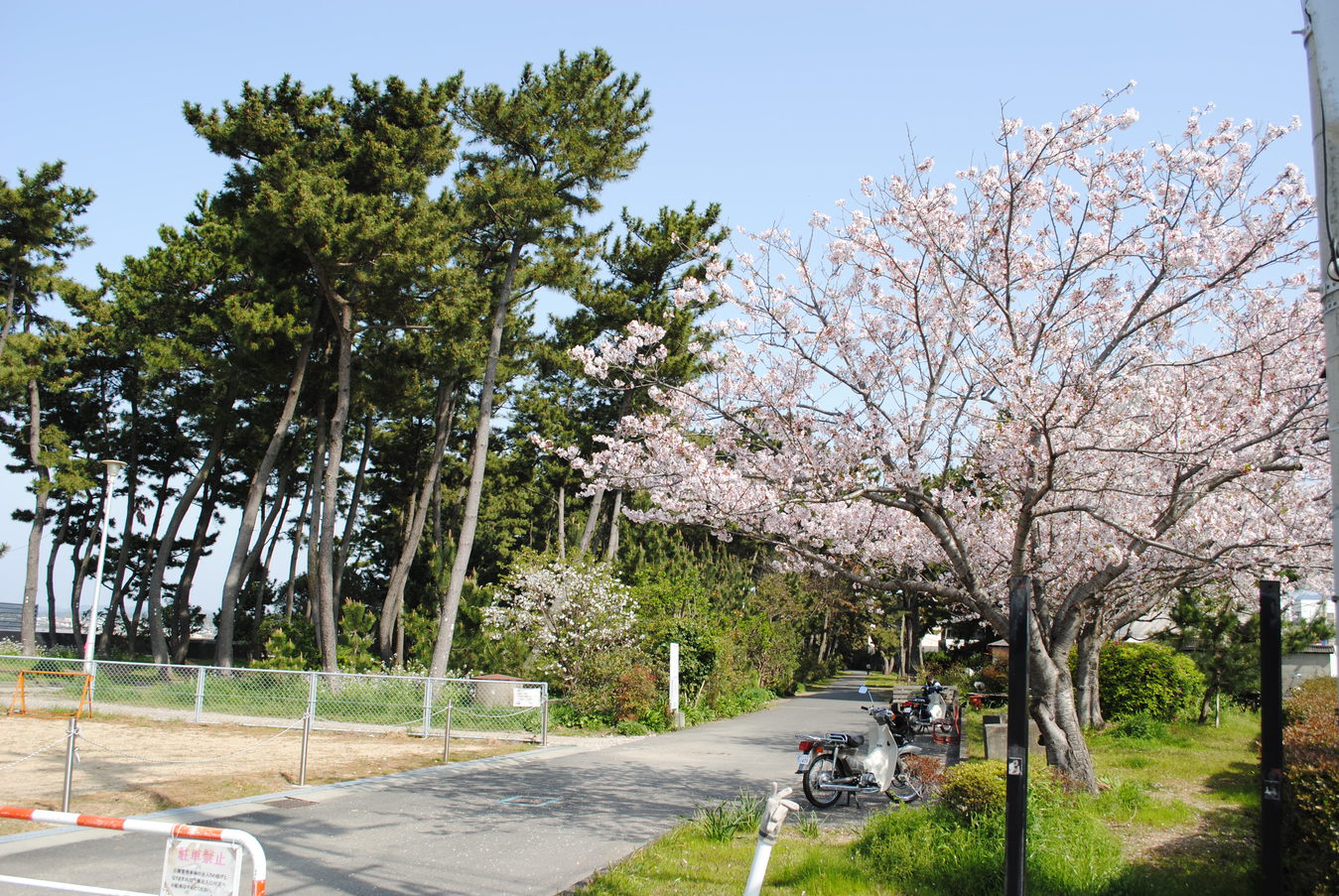 松林があり最高のお散歩コースの扇ケ浜遊歩道（徒歩10分）