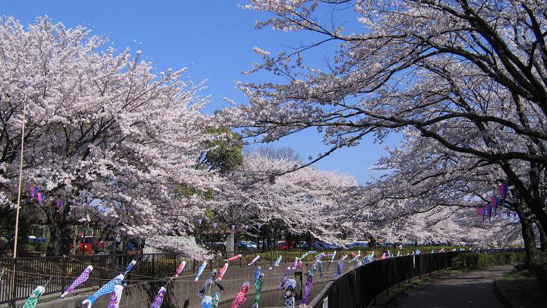 【周辺景色】春になると当ホテルの前の川沿いに桜が咲き乱れます。