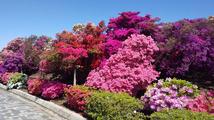 【つつじが岡公園】4月下旬〜5月上旬にかけて色鮮やかに咲き誇ります