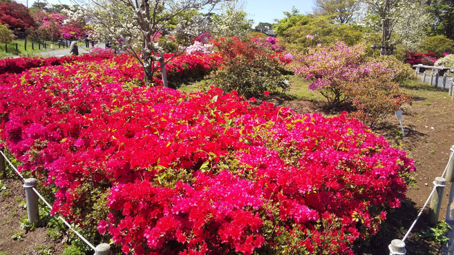 【つつじが岡公園】4月下旬〜5月上旬にかけて色鮮やかに咲き誇ります