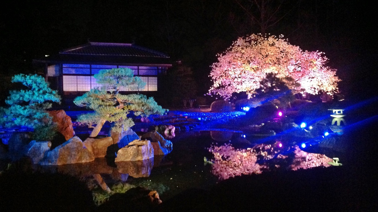 *【4月上旬】二条城・桜のライトアップ♪