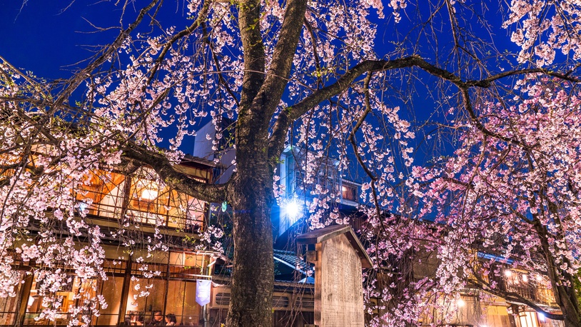 **祇園白川・夜桜