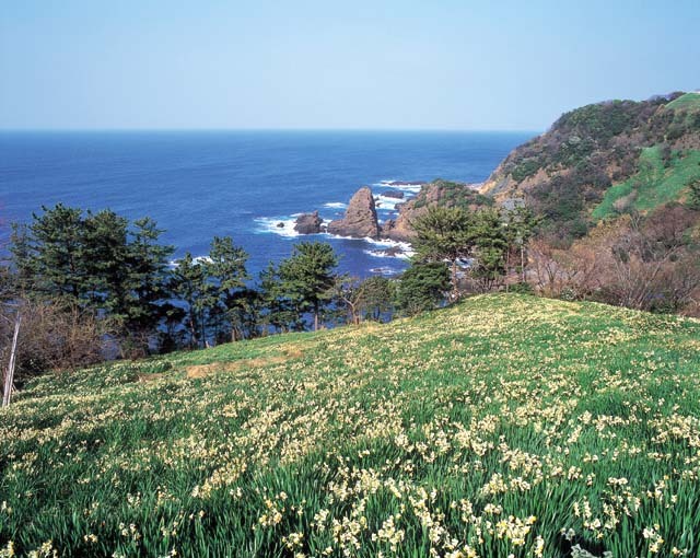 越前水仙」（越前海岸）