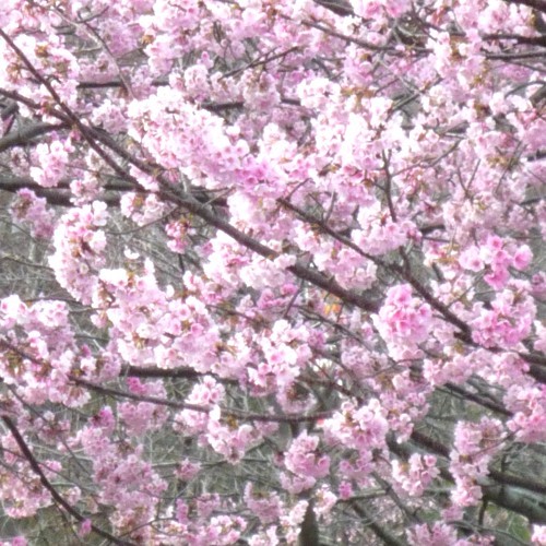 おおかん桜：伊豆高原駅周辺車で5分