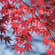 天城や伊豆高原の秋の紅葉も魅力です