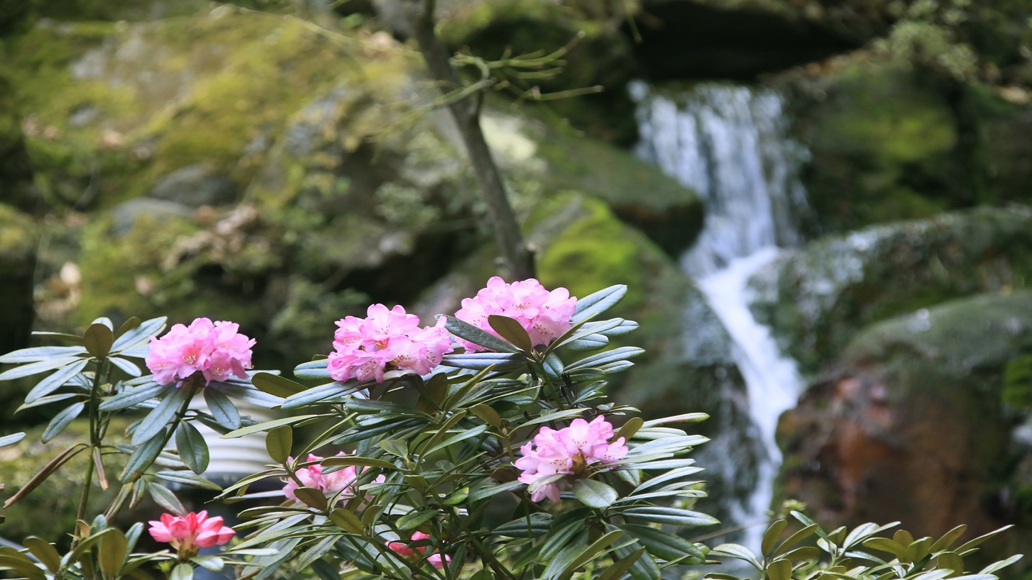 【中庭】季節によって様々なお花をお愉しみいただけます