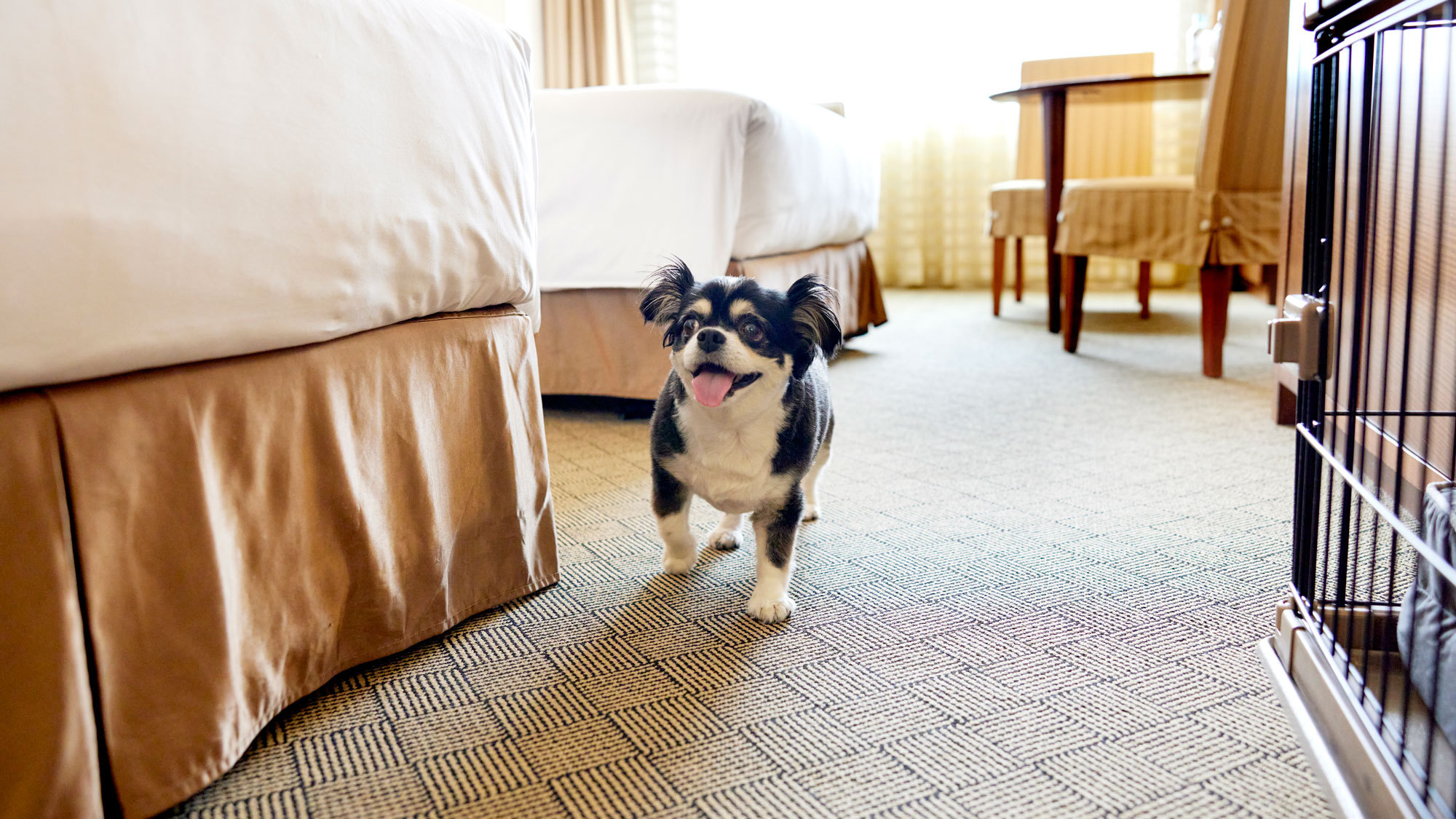 【宿泊プラン】ドッグステイプラン