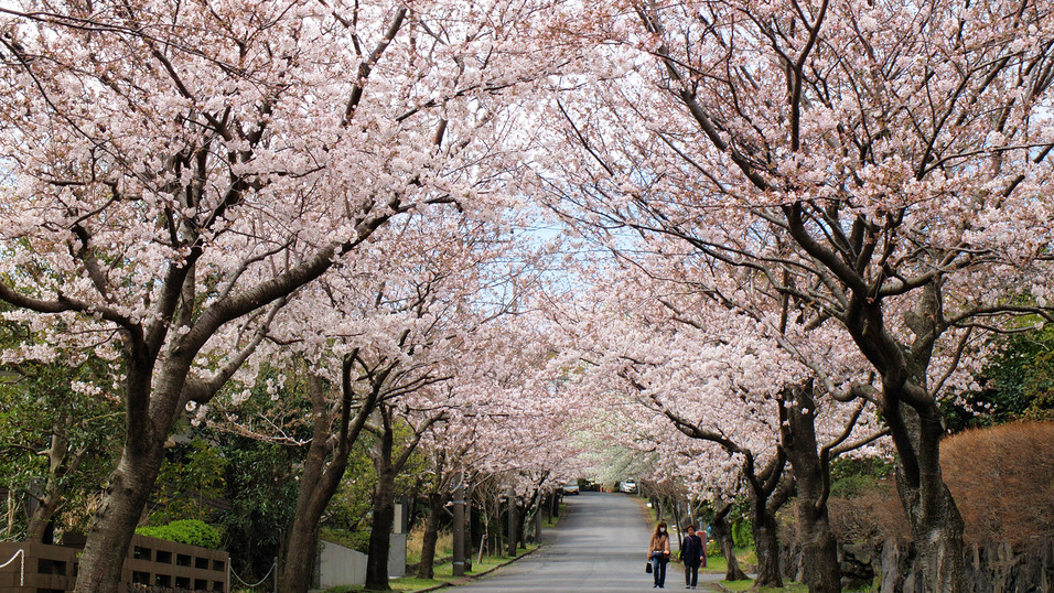 伊豆高原桜並木_例年の見頃：3月中旬〜4月上旬／宿から車で約35分