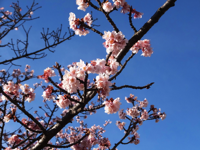 桜まつり