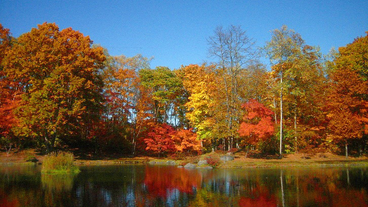 【紅葉】ホテル敷地内の紅葉の様子。見頃は例年10月中旬から下旬です。