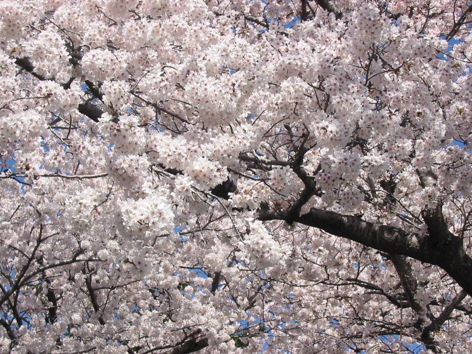 228満開の桜