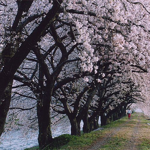 桜のトンネル舟川の川辺