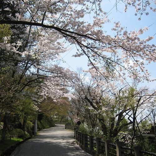 桜の散歩道…;城山遊歩道は当館からすぐ！