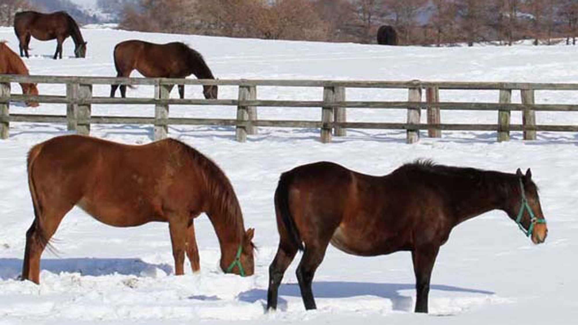 【牧場の馬】雪景色