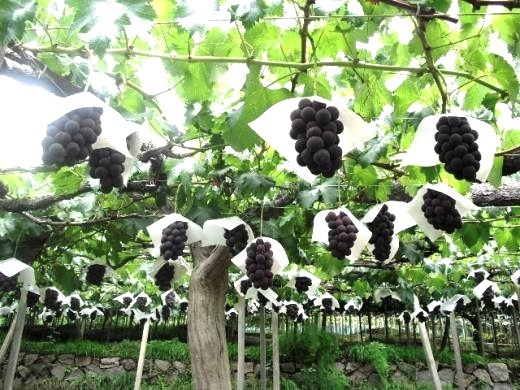 観光：甲府と言えば・・♪