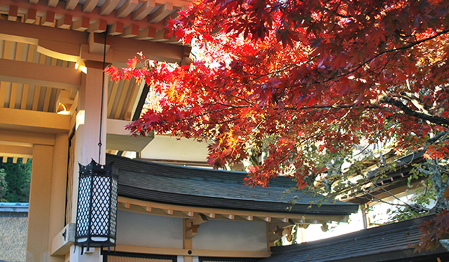 *【11月】標高の高い高野山より紅葉が始まります(10月下旬より）。