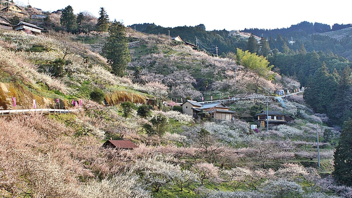 *賀名生梅林【3月】約25ヘクタールにわたって約5，000本の梅が咲く「広橋梅林」