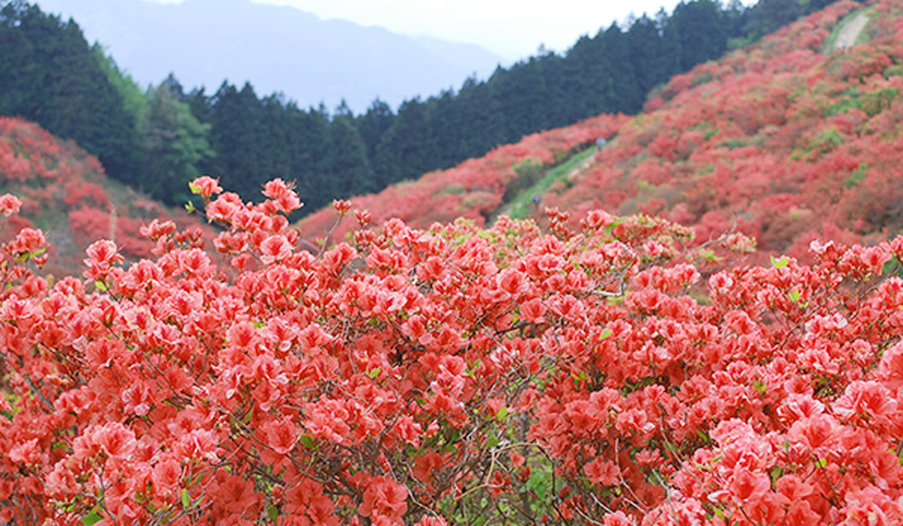 *【5月】御所市葛城山頂にひろがるツツジ園は必見！