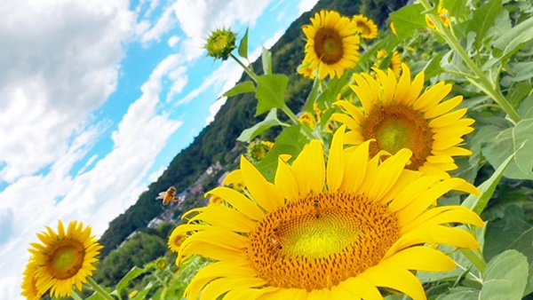 *【8月】五條市上野町のひまわり畑はインスタ映えします♪