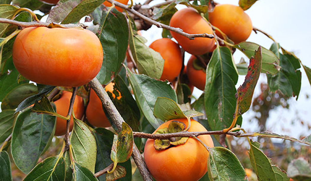 *【10月】五條市西吉野日本一の柿のまち富有柿は11月に！！