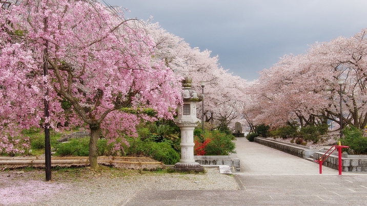 *【4月】辯天宗御廟の桜