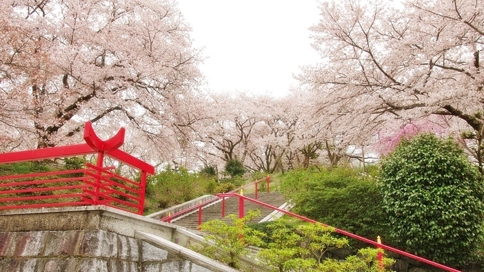 *【4月】辯天宗御廟の桜