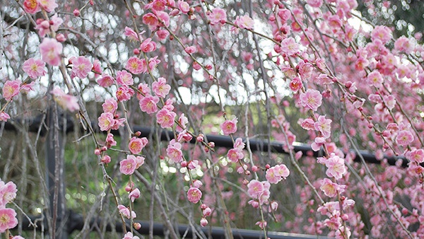*【3月】約25ヘクタールにわたって約5，000本の梅が咲く「広橋梅林」
