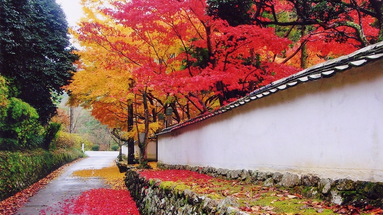 *【10月】大澤寺：標高の高い高野山より紅葉が始まります(10月下旬より）。