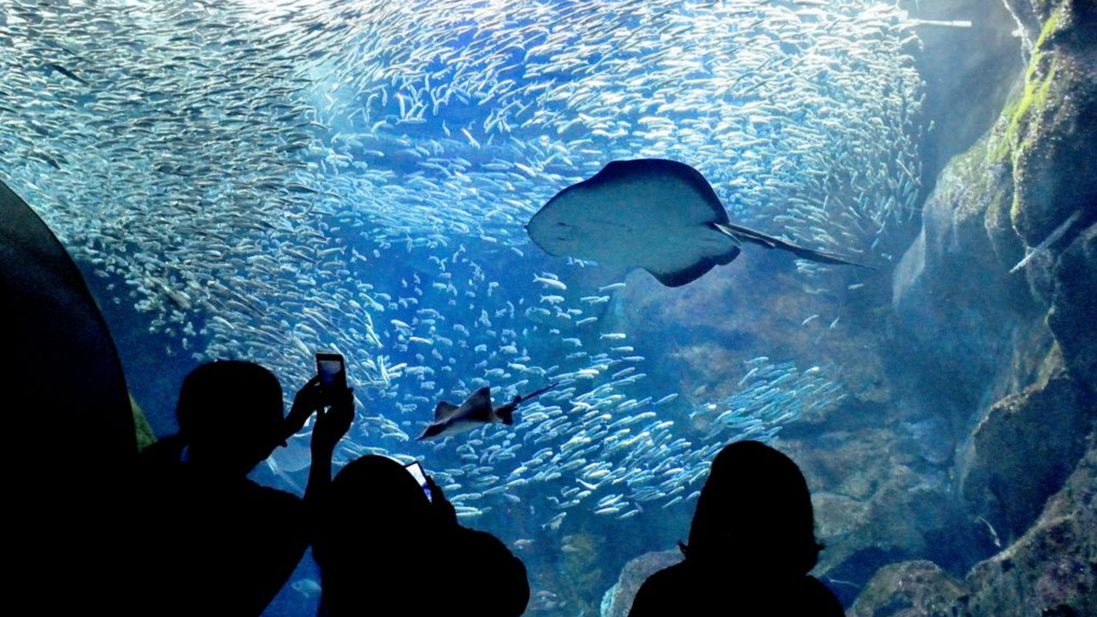 水族館【マリンピア日本海】