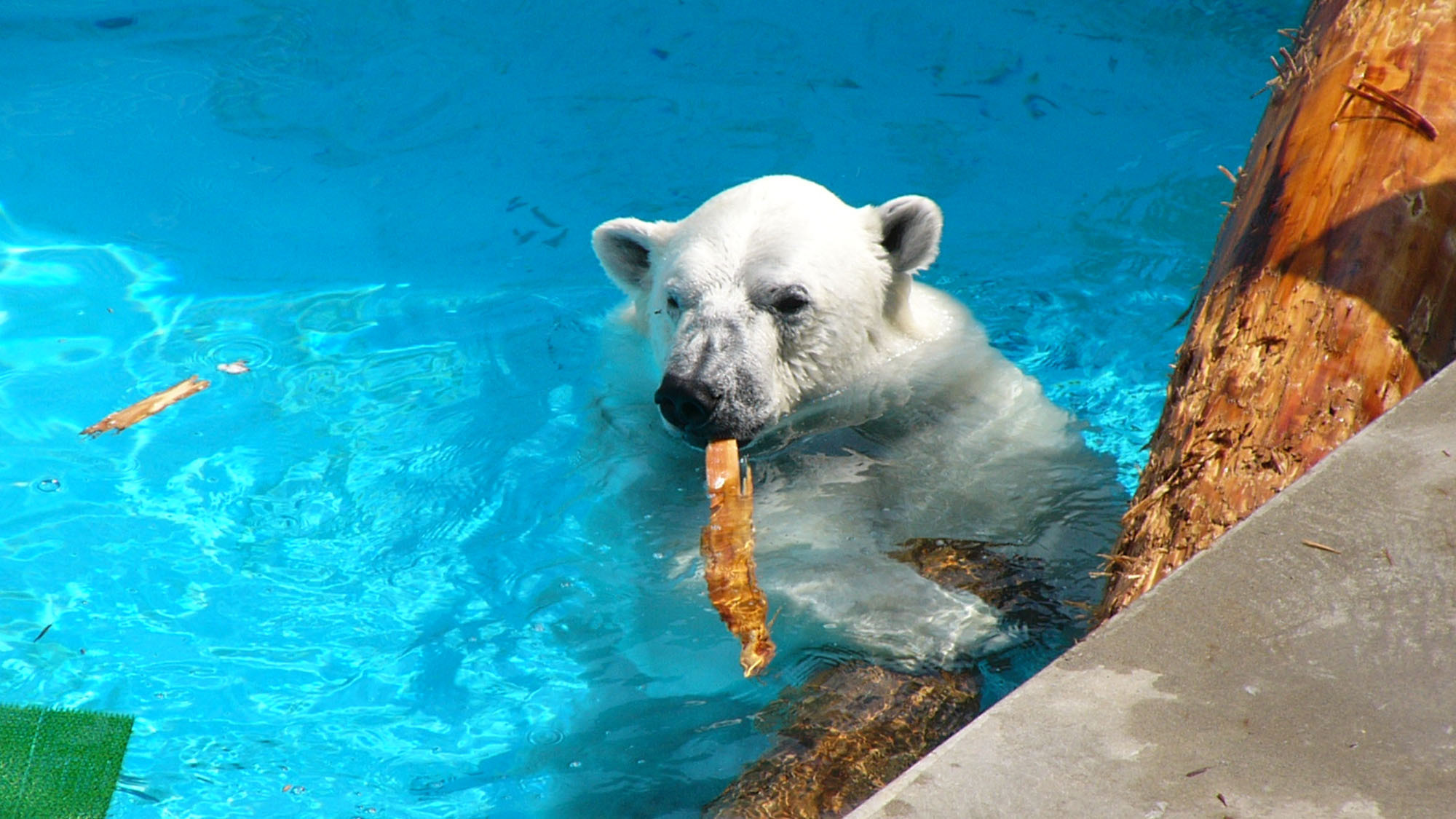 男鹿水族館GAO・剛太