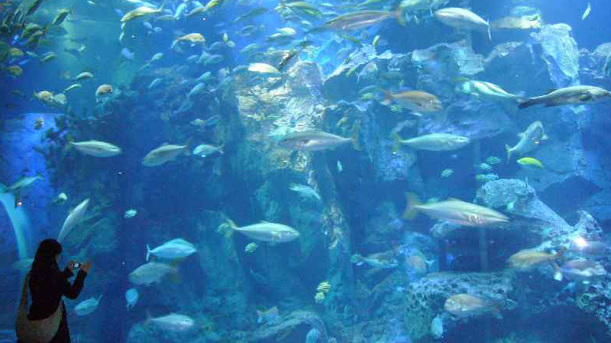 男鹿水族館GAO「大水槽」