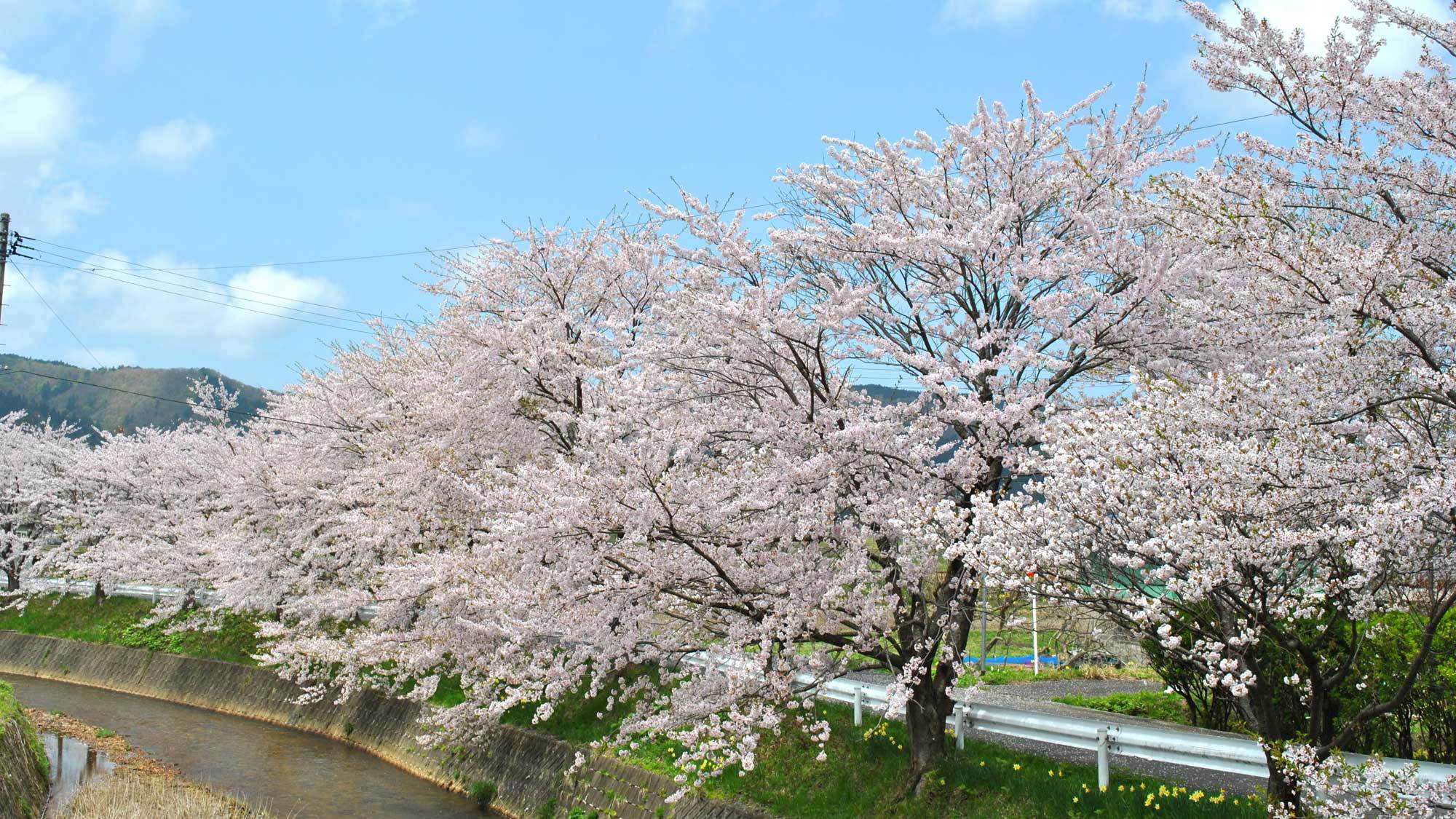 【春】５月には桜が咲き誇ります