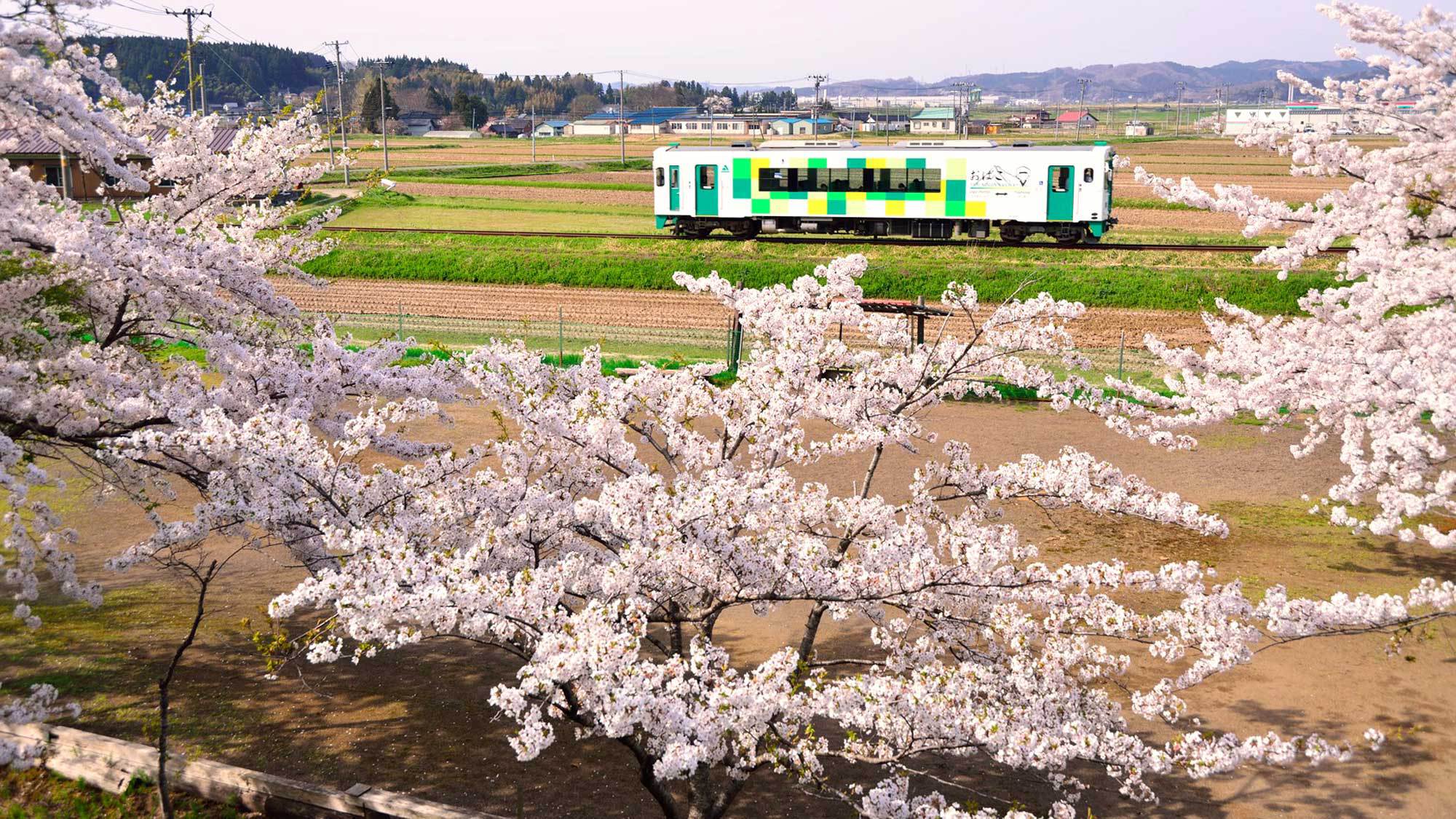 【春】満開の桜が見送ります