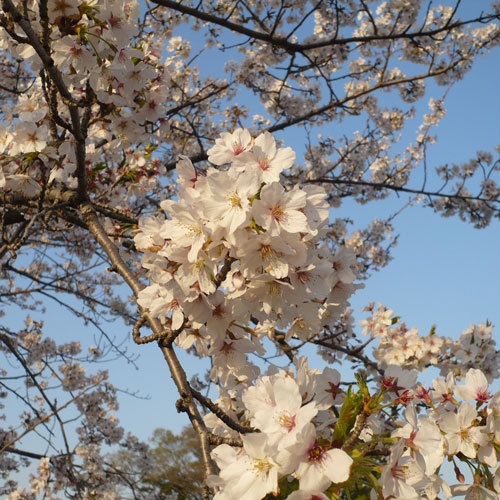 桜（4月中旬〜4月下旬）秩父エリア各所