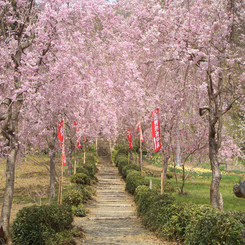 光西寺のしだれ桜（4月中旬〜4月下旬）お車で約3分