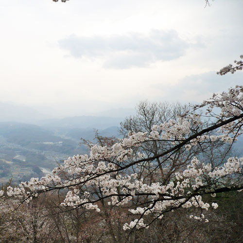 美の山の桜（4月中旬〜下旬）お車で約45分