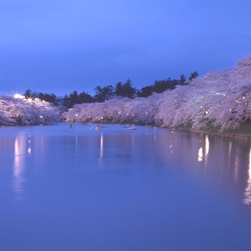 西濠の夜桜