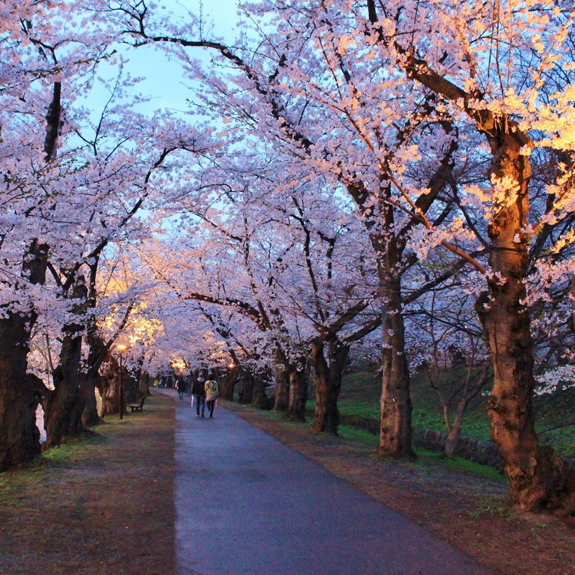 桜のトンネル