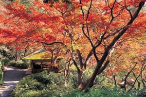 八芳園の紅葉御膳と秋色に染まる銀杏並木