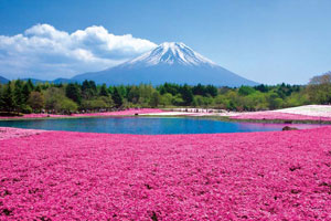 ピンクの絨毯　富士芝桜まつりといちご狩り食べ放題