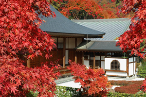 関東では珍しい「宝徳寺の床もみじ」と紅葉の崇禅寺&出流原弁天池見学バスツアー ~ひもかわうどん御膳のご昼食付~