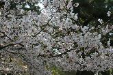 琴弾公園の桜・写真