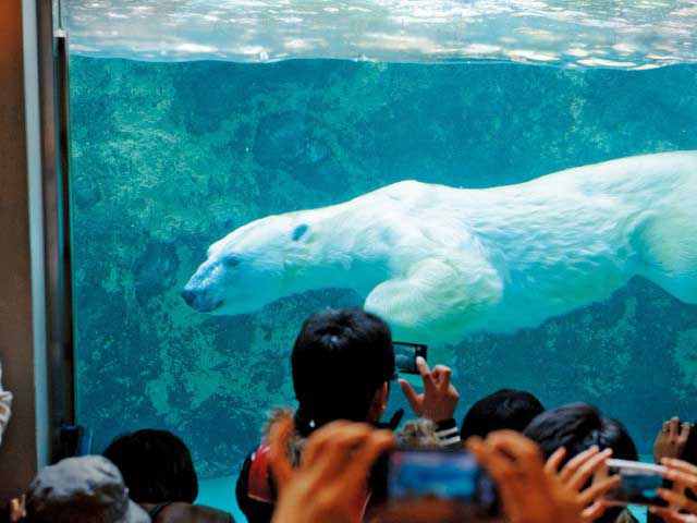 旭川市旭山動物園