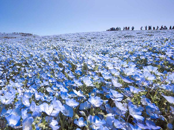美しい青色の絨毯！全国の絶景ネモフィラ畑12選