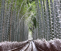 雪化粧をした京都が美しすぎる。京都冬の絶景